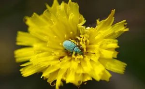 Sechs Beine, große Wunder - Wieseninsekten
