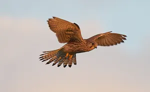 Die Zugzeit der Vögel – Vogelbeobachtung auf dem Tempelhofer Feld