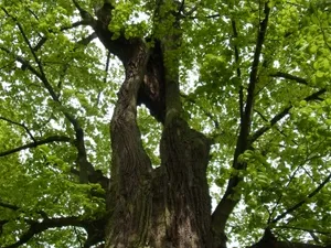 Merlins Zauberwald-Abenteuer