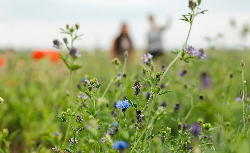 Weites Feld - Weites Denken - Ein philosophischer Spaziergang auf dem Tempelhofer Feld