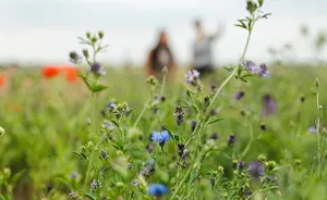 Weites Feld - Weites Denken - Ein philosophischer Spaziergang auf dem Tempelhofer Feld