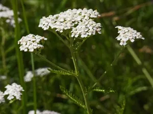 Wilde Kräuter – Wiesenapotheke