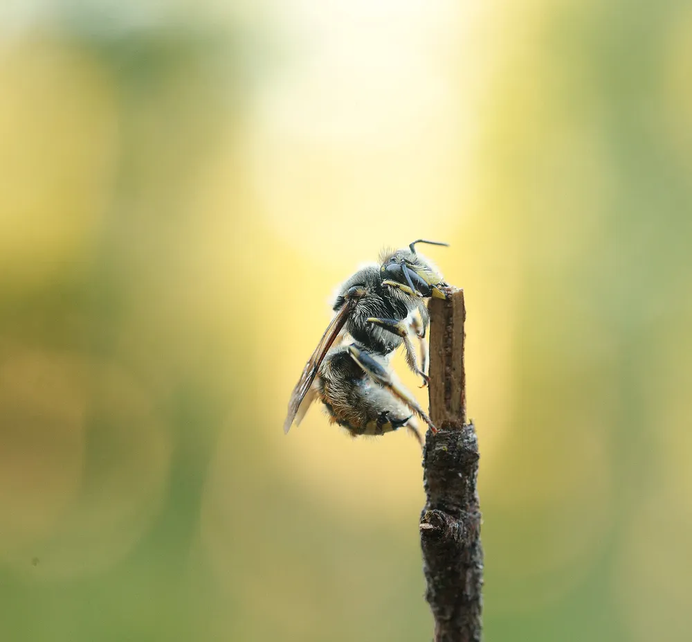 Das wilde Summen des Tempelhofer Feldes - Spannende Einblicke in das Leben der Wildbienen