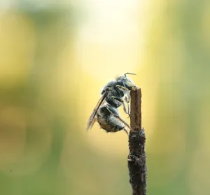 Das wilde Summen des Tempelhofer Feldes - Spannende Einblicke in das Leben der Wildbienen
